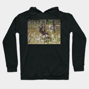 Western Grey Kangaroo in a field of African Corn Lilies Hoodie